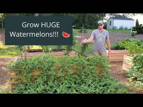 How to grow watermelons and cantaloupes in raised beds