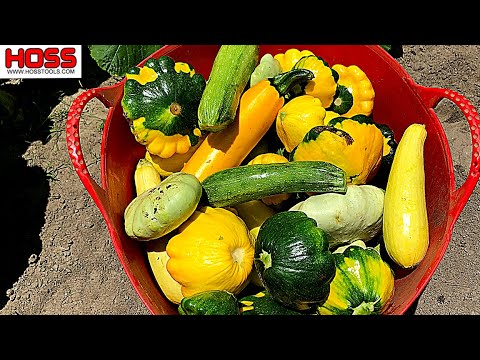 SUMMER SQUASH -- HOW SOON CAN YOU PLANT?