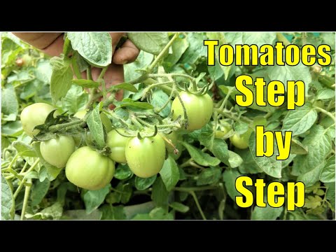 How to: Grow Tomatoes from Seed (A Complete Step by Step Guide)