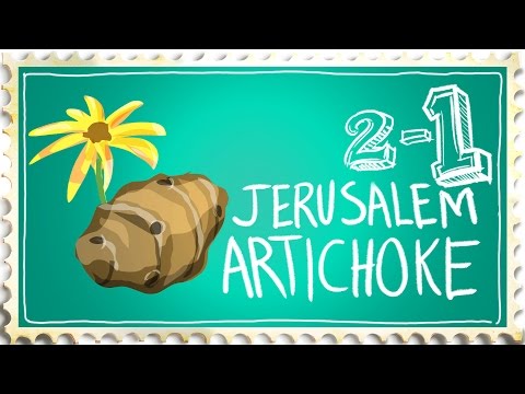 How to Grow Jerusalem Artichoke