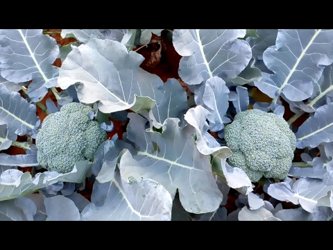 How to grow Broccoli from planting without greenhouse (Experimental)