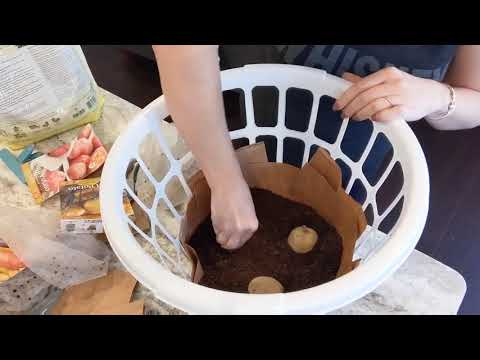 *SO EASY*  DIY ~ Grow Potatoes in Dollar Store Bins