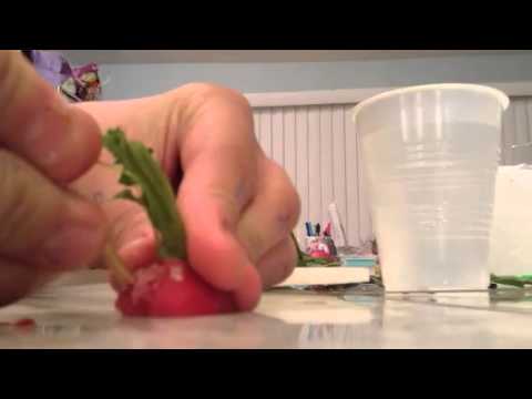 How to regrow radishes