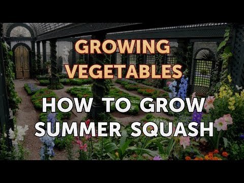 How to Grow Summer Squash