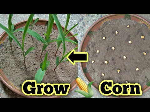 Grow Corn Quick and Easy