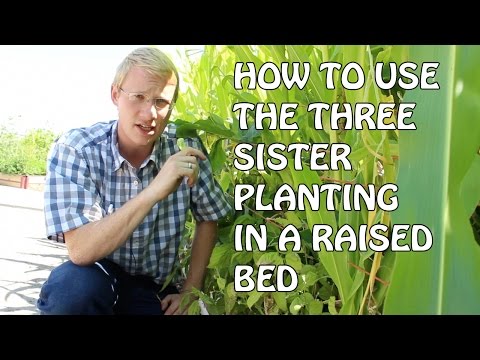 How To Use The Three Sisters Planting In Raised Beds