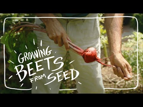 Grow Beets From Seed Sooner with this Technique