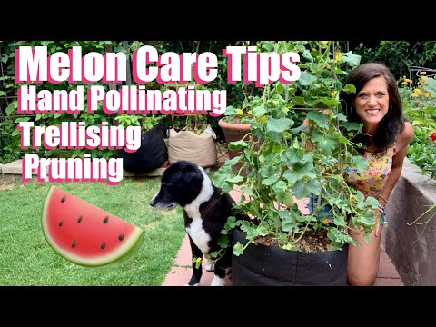 Watermelon & Cantaloupe Care Tips - Hand Pollinating,Trellising & Pruning ??????