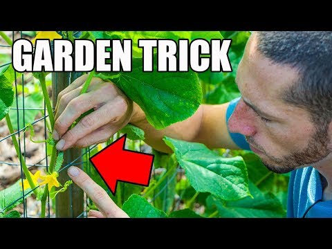 This SIMPLE Garden TIP Will Get You MORE CUCUMBERS!