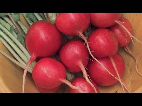 Growing Radishes