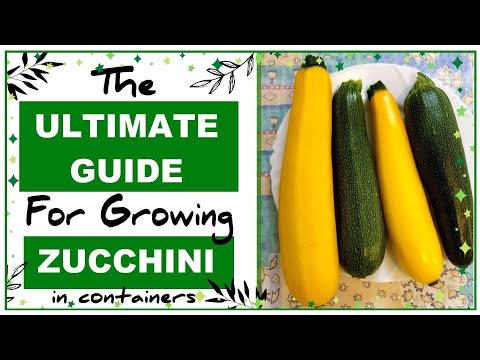 Growing Zucchini in Containers: How to Grow Courgettes in Pots - Everything you need to Know!