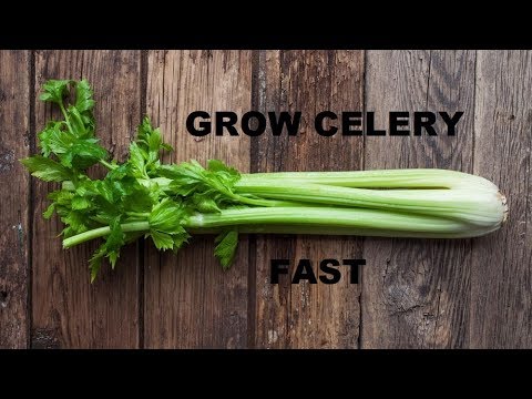 How to Grow Celery In less than a week