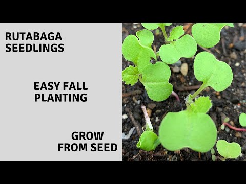 RUTABAGA - Easy fall planting