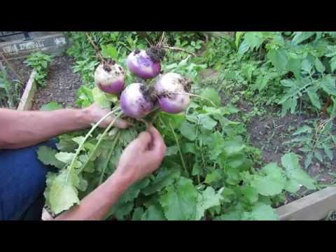 Turnips: Three Tips to Growing Them to a Good Size: Loose Soil, Low Nitrogen, Spacing -TRG 2016