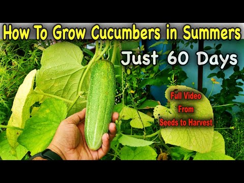 Easiest Method To Grow Cucumber Plants From Fresh Cucumber Seeds || Growing Cucumbers in a Container