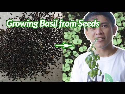 How to Grow Basil From Seeds