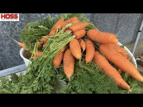 The Ultimate Guide to Planting Carrots