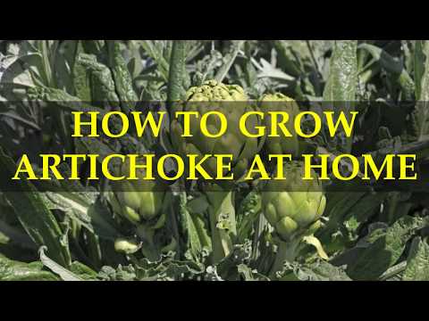 HOW TO GROW ARTICHOKE AT HOME