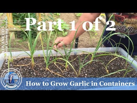 How to Grow Garlic in Containers