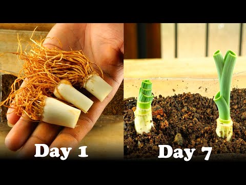 How To Regrow Leeks From Roots | Episode25