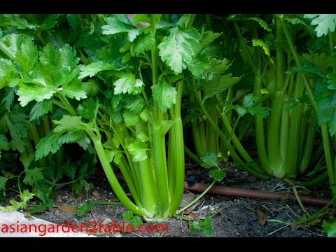 How to grow Celery from seeds(??)