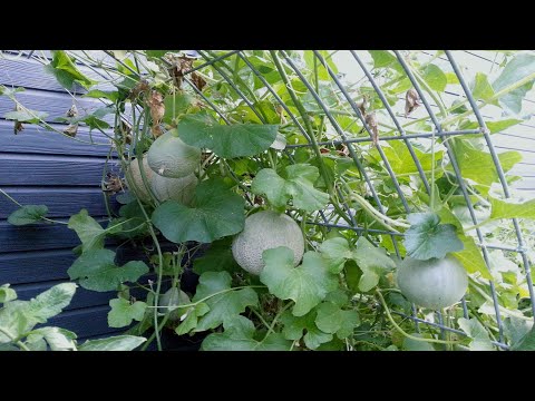 How To Grow, Planting, And Harvesting Cantaloupe Melons vertically trellis - planting instructions