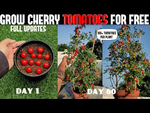 How To Grow Tomatoes | Cherry Tomatoes