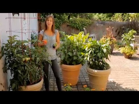 How to Grow Tomatoes, Eggplants, & Peppers in Containers