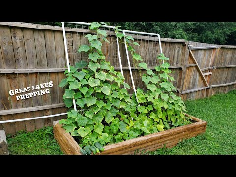 PVC Garden Trellis - Easiest & Cheapest DIY Vegetable Trellis