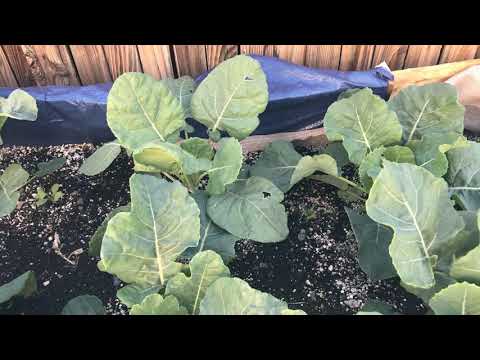 How to grow brussel sprouts from seed 9 weeks