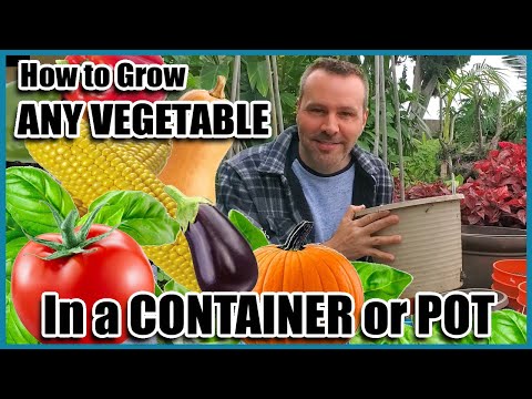 How to Grow Vegetables in Containers // Container Gardening // Self Sufficient Sunday!