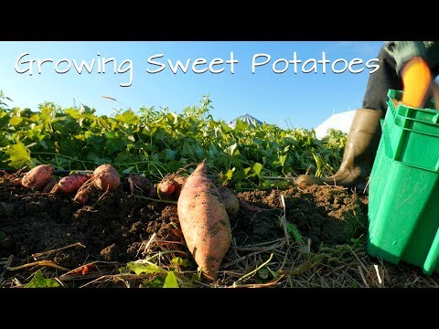 Growing Sweet Potatoes