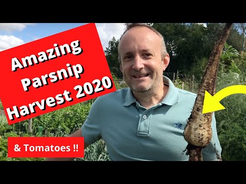 Allotment - Parsnip & Tomato Harvest (how to grow parsnips, part 3)