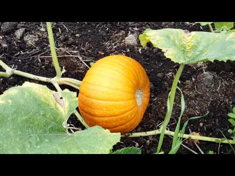 How to grow Pumpkins