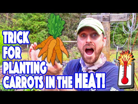 Secret to Grow Carrots in the High Heat! Amazing Germination Rates!