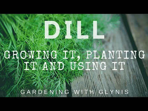 DILL: Growing it, Planting it and Using it.  GARDENING WITH GLYNIS