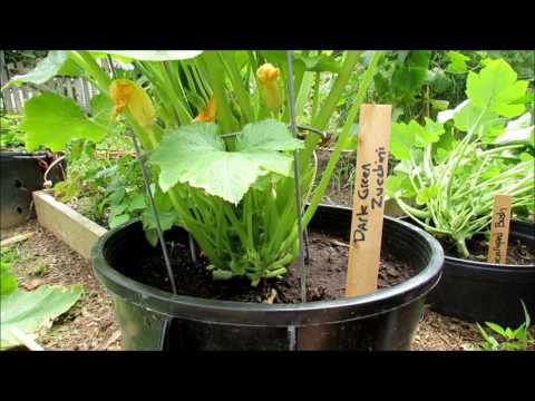 Zucchini & Squash Growing Tips: Insect Inspection, Pruning, Water Wash, Peppermint Spray & Feeding