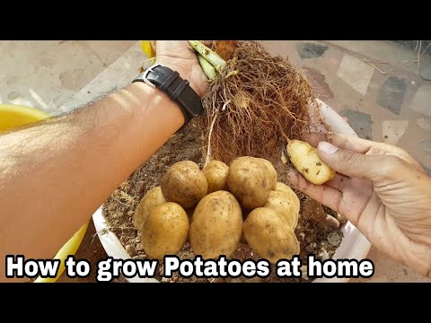How to grow Potatoes at home