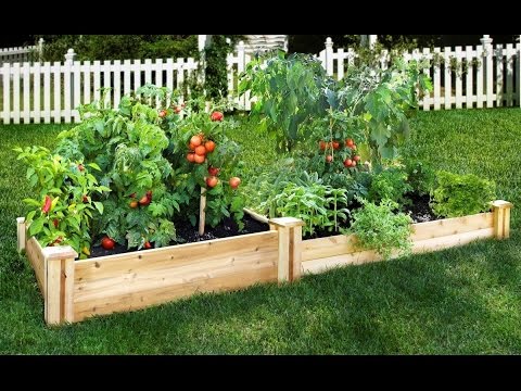 vegetable garden layout