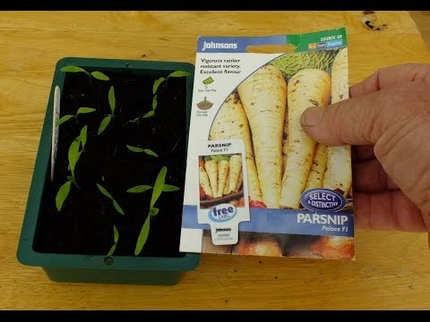 Grow Parsnips. How to transplant Parsnips sown indoors, into a raised  vegetable bed. It works!