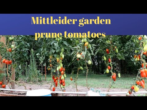 Mittleider Garden: pruning tomatoes grown vertically