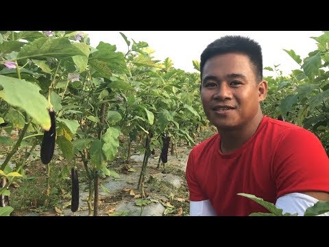 Fertilization guide for eggplant as explained by Sir Marlo from Pangasinan