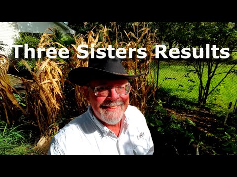 Three Sisters Garden Results - Deep South Texas