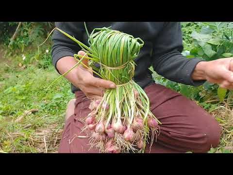 Shallots. Growing Shallot is easier than you think.