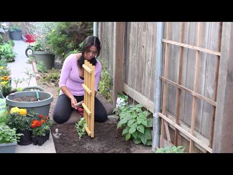 How to Grow Sugar Snap Peas & Tomatoes on the Same Trellis : The Chef's Garden