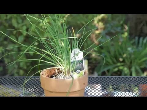 How to Grow Chives in a Container : Garden Space