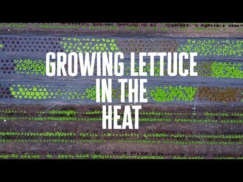 How to Grow Lettuce in the HEAT!