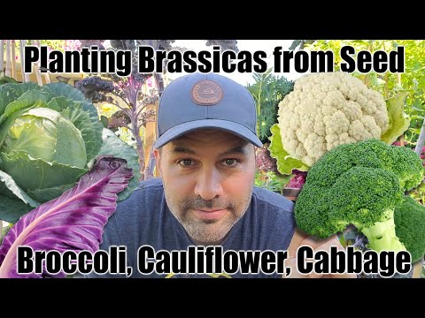 Planting (sowing) Brassicas From Seed // Cauliflower, Broccoli and Cabbage