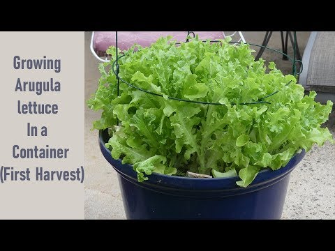 Growing Arugula Lettuce In a Container   First Harvest