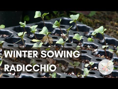 Winter Sowing Radicchio Seeds - Growing Greens, Container Gardening, Zone 6/7 - Learn to Grow - diy